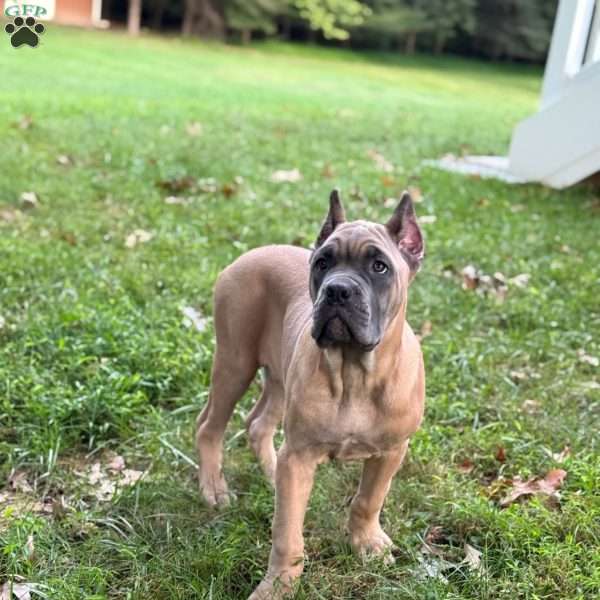 Waffles, Cane Corso Puppy